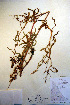  ( - CCDB-18333-G9)  @11 [ ] CreativeCommons - Attribution Non-Commercial Share-Alike (2012) CBG Photography Group Unspecified