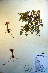  ( - CCDB-18334-A1)  @11 [ ] CreativeCommons - Attribution Non-Commercial Share-Alike (2012) CBG Photography Group Unspecified