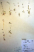  ( - CCDB-18334-H3)  @11 [ ] CreativeCommons - Attribution Non-Commercial Share-Alike (2012) CBG Photography Group Unspecified