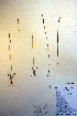  ( - CCDB-18334-G3)  @11 [ ] CreativeCommons - Attribution Non-Commercial Share-Alike (2012) CBG Photography Group Unspecified