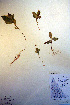  ( - CCDB-18334-G5)  @11 [ ] CreativeCommons - Attribution Non-Commercial Share-Alike (2012) CBG Photography Group Unspecified