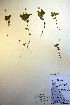  (Trientalis - CCDB-18334-F5)  @11 [ ] CreativeCommons - Attribution Non-Commercial Share-Alike (2012) CBG Photography Group Unspecified