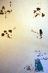  ( - CCDB-18334-C6)  @11 [ ] CreativeCommons - Attribution Non-Commercial Share-Alike (2012) CBG Photography Group Unspecified