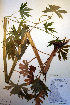  ( - CCDB-18334-F12)  @11 [ ] CreativeCommons - Attribution Non-Commercial Share-Alike (2012) CBG Photography Group Unspecified