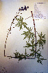  ( - CCDB-18334-E12)  @11 [ ] CreativeCommons - Attribution Non-Commercial Share-Alike (2012) CBG Photography Group Unspecified