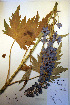  ( - CCDB-18334-D12)  @11 [ ] CreativeCommons - Attribution Non-Commercial Share-Alike (2012) CBG Photography Group Unspecified