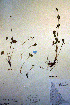  ( - CCDB-18335-C1)  @11 [ ] CreativeCommons - Attribution Non-Commercial Share-Alike (2012) CBG Photography Group Unspecified
