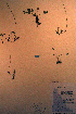  ( - CCDB-18335-C5)  @11 [ ] CreativeCommons - Attribution Non-Commercial Share-Alike (2012) CBG Photography Group Unspecified