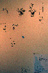  ( - CCDB-18335-B5)  @11 [ ] CreativeCommons - Attribution Non-Commercial Share-Alike (2012) CBG Photography Group Unspecified