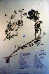  ( - CCDB-18335-C6)  @11 [ ] CreativeCommons - Attribution Non-Commercial Share-Alike (2012) CBG Photography Group Unspecified