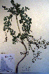  (Thalictrum dasycarpum - CCDB-18335-A6)  @11 [ ] CreativeCommons - Attribution Non-Commercial Share-Alike (2012) CBG Photography Group Unspecified