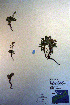 ( - CCDB-18335-C7)  @11 [ ] CreativeCommons - Attribution Non-Commercial Share-Alike (2012) CBG Photography Group Unspecified
