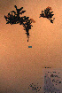  ( - CCDB-18335-C8)  @11 [ ] CreativeCommons - Attribution Non-Commercial Share-Alike (2012) CBG Photography Group Unspecified