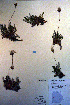  ( - CCDB-18335-H9)  @11 [ ] CreativeCommons - Attribution Non-Commercial Share-Alike (2012) CBG Photography Group Unspecified