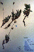  ( - CCDB-18335-D9)  @11 [ ] CreativeCommons - Attribution Non-Commercial Share-Alike (2012) CBG Photography Group Unspecified