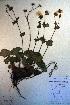  ( - CCDB-18335-G10)  @11 [ ] CreativeCommons - Attribution Non-Commercial Share-Alike (2012) CBG Photography Group Unspecified
