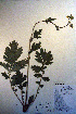  ( - CCDB-18335-F10)  @11 [ ] CreativeCommons - Attribution Non-Commercial Share-Alike (2012) CBG Photography Group Unspecified