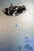 ( - CCDB-18335-D11)  @11 [ ] CreativeCommons - Attribution Non-Commercial Share-Alike (2012) CBG Photography Group Unspecified