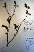  ( - CCDB-18335-C11)  @11 [ ] CreativeCommons - Attribution Non-Commercial Share-Alike (2012) CBG Photography Group Unspecified