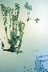  ( - CCDB-18336-C4)  @11 [ ] CreativeCommons - Attribution Non-Commercial Share-Alike (2012) CBG Photography Group Unspecified