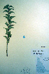  (Populus sp - CCDB-18336-E6)  @11 [ ] CreativeCommons - Attribution Non-Commercial Share-Alike (2012) CBG Photography Group Unspecified