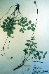  ( - CCDB-18336-B8)  @11 [ ] CreativeCommons - Attribution Non-Commercial Share-Alike (2012) CBG Photography Group Unspecified
