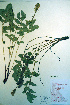  ( - CCDB-18336-G9)  @11 [ ] CreativeCommons - Attribution Non-Commercial Share-Alike (2012) CBG Photography Group Unspecified