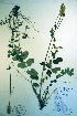  ( - CCDB-18336-F9)  @11 [ ] CreativeCommons - Attribution Non-Commercial Share-Alike (2012) CBG Photography Group Unspecified