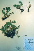  ( - CCDB-18336-D9)  @11 [ ] CreativeCommons - Attribution Non-Commercial Share-Alike (2012) CBG Photography Group Unspecified