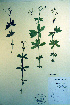  ( - CCDB-18336-H11)  @11 [ ] CreativeCommons - Attribution Non-Commercial Share-Alike (2012) CBG Photography Group Unspecified