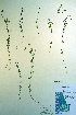  ( - CCDB-18336-E11)  @11 [ ] CreativeCommons - Attribution Non-Commercial Share-Alike (2012) CBG Photography Group Unspecified