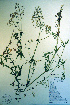  ( - CCDB-18336-C11)  @11 [ ] CreativeCommons - Attribution Non-Commercial Share-Alike (2012) CBG Photography Group Unspecified