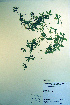  ( - CCDB-18336-A11)  @11 [ ] CreativeCommons - Attribution Non-Commercial Share-Alike (2012) CBG Photography Group Unspecified