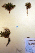 ( - CCDB-18341-G1)  @11 [ ] CreativeCommons - Attribution Non-Commercial Share-Alike (2012) CBG Photography Group Unspecified