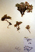  ( - CCDB-18341-F1)  @11 [ ] CreativeCommons - Attribution Non-Commercial Share-Alike (2012) CBG Photography Group Unspecified