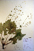 ( - CCDB-18341-G3)  @11 [ ] CreativeCommons - Attribution Non-Commercial Share-Alike (2012) CBG Photography Group Unspecified