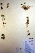  ( - CCDB-18341-H5)  @11 [ ] CreativeCommons - Attribution Non-Commercial Share-Alike (2012) CBG Photography Group Unspecified