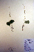  ( - CCDB-18341-A5)  @11 [ ] CreativeCommons - Attribution Non-Commercial Share-Alike (2012) CBG Photography Group Unspecified