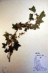  ( - CCDB-18341-H7)  @11 [ ] CreativeCommons - Attribution Non-Commercial Share-Alike (2012) CBG Photography Group Unspecified