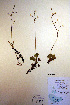  ( - CCDB-18341-A11)  @11 [ ] CreativeCommons - Attribution Non-Commercial Share-Alike (2012) CBG Photography Group Unspecified