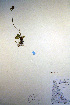  ( - CCDB-18342-C1)  @11 [ ] CreativeCommons - Attribution Non-Commercial Share-Alike (2012) CBG Photography Group Unspecified