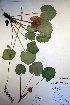  ( - CCDB-18342-C2)  @11 [ ] CreativeCommons - Attribution Non-Commercial Share-Alike (2012) CBG Photography Group Unspecified