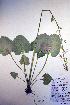  ( - CCDB-18342-B2)  @11 [ ] CreativeCommons - Attribution Non-Commercial Share-Alike (2012) CBG Photography Group Unspecified