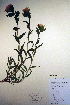  (Castilleja hispida - CCDB-18342-A3)  @11 [ ] CreativeCommons - Attribution Non-Commercial Share-Alike (2012) CBG Photography Group Unspecified
