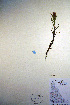  ( - CCDB-18342-G5)  @11 [ ] CreativeCommons - Attribution Non-Commercial Share-Alike (2012) CBG Photography Group Unspecified