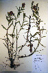  ( - CCDB-18342-F5)  @11 [ ] CreativeCommons - Attribution Non-Commercial Share-Alike (2012) CBG Photography Group Unspecified