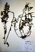  ( - CCDB-18342-E5)  @11 [ ] CreativeCommons - Attribution Non-Commercial Share-Alike (2012) CBG Photography Group Unspecified
