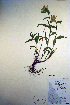  ( - CCDB-18342-D5)  @11 [ ] CreativeCommons - Attribution Non-Commercial Share-Alike (2012) CBG Photography Group Unspecified