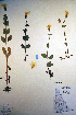  (Mimulus - CCDB-18342-A5)  @11 [ ] CreativeCommons - Attribution Non-Commercial Share-Alike (2012) CBG Photography Group Unspecified