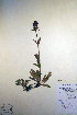  (Penstemon procerus - CCDB-18342-D7)  @11 [ ] CreativeCommons - Attribution Non-Commercial Share-Alike (2012) CBG Photography Group Unspecified